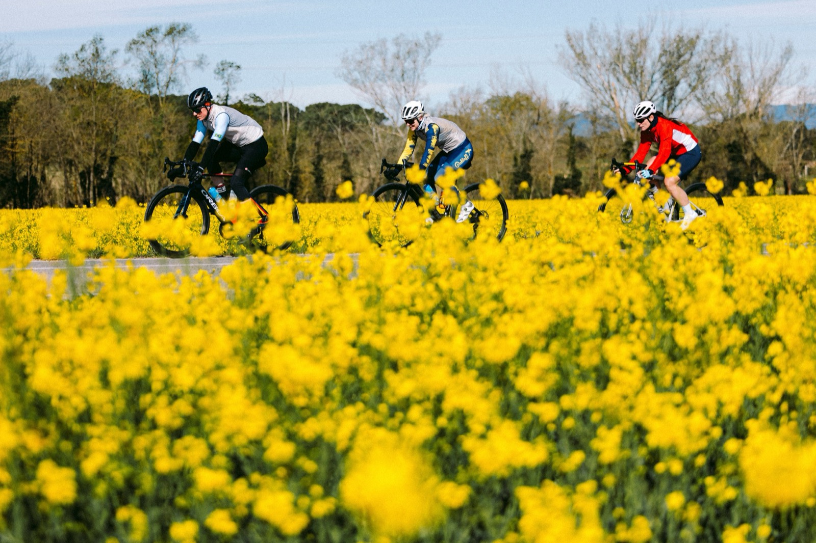 Ciclistas entre campos de flores amarelas